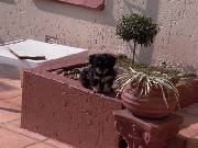 Click for large version